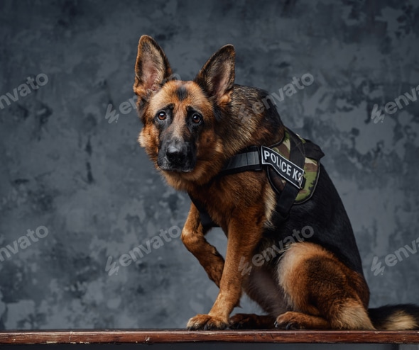 Dog Breeds For Police Work Law Enforcement Top Police Dog Breeds