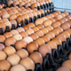Large collection of brown eggs neatly arranged in black trays, creating pattern. Large collection of brown eggs neatly arranged in black trays, creating pattern. - PhotoDune Item for Sale
