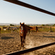 Horses in a fenced area with mountains in the background Horses in a fenced area with mountains in the background - PhotoDune Item for Sale