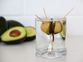 Growing an avocado tree from an avocado seed or pit in water with a root already showing. Growing an avocado tree from an avocado seed or pit in water with a root already showing. - PhotoDune Item for Sale