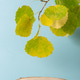 Stone podium with autumn leaves. Stone podium with autumn leaves. - PhotoDune Item for Sale
