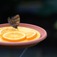 Exotic butterfly nourishing itself with orange juice on a plate with orange slices Exotic butterfly nourishing itself with orange juice on a plate with orange slices - PhotoDune Item for Sale