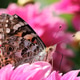Painted lady butterfly Painted lady butterfly - PhotoDune Item for Sale