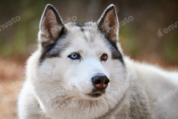Fur Black Spot In White Of Dog's Eye Siberian Husky Dog With