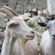 Close-up of goats among a herd on a farm Close-up of goats among a herd on a farm - PhotoDune Item for Sale