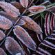 Close-up of a pile of leaves covered with frost. The leaves are brown and the frost is white. Close-up of a pile of leaves covered with frost. The leaves are brown and the frost is white. - PhotoDune Item for Sale