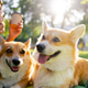 close up in the park in the summer couple sitting on blanket side by side corgi dogs resting close up in the park in the summer couple sitting on blanket side by side corgi dogs resting - PhotoDune Item for Sale