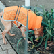 A dog in clothes licks dew from a flower and walks on a leash. A dog in clothes licks dew from a flower and walks on a leash. - PhotoDune Item for Sale