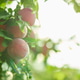 Ripe plums hang from lush green branches Ripe plums hang from lush green branches - PhotoDune Item for Sale