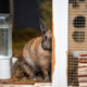 Agouti Rabbit Peeking from Behind Hiding Spot by Water Dish Agouti Rabbit Peeking from Behind Hiding Spot by Water Dish - PhotoDune Item for Sale