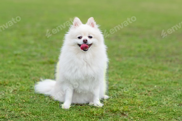 Cute white pomeranian dog at green lawn park Stock Photo by