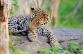 Leopard Leopard - PhotoDune Item for Sale