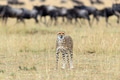 Wild african cheetah Wild african cheetah - PhotoDune Item for Sale