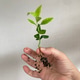 Lemon seedling with healthy roots ready to be transplanted to new soil Lemon seedling with healthy roots ready to be transplanted to new soil - PhotoDune Item for Sale