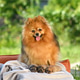 Happy spitz dog with puppies Happy spitz dog with puppies - PhotoDune Item for Sale