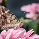 Painted lady butterfly in garden Painted lady butterfly in garden - PhotoDune Item for Sale