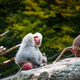 Baboon in zoo enclosure displaying social behavior and curiosity Baboon in zoo enclosure displaying social behavior and curiosity - PhotoDune Item for Sale