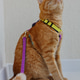 An orange cat on a leash enjoys the outdoors in a sunny, quiet garden setting during midday An orange cat on a leash enjoys the outdoors in a sunny, quiet garden setting during midday - PhotoDune Item for Sale