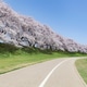 Cherry blossoms lined street, Kyoto, Japan Cherry blossoms lined street, Kyoto, Japan - PhotoDune Item for Sale