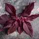 red Amaranth leaves atop dark textured backdrop, close up. Amaranthus species red Amaranth leaves atop dark textured backdrop, close up. Amaranthus species - PhotoDune Item for Sale