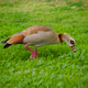 Beautiful Male Mallard Duck on the green grass Beautiful Male Mallard Duck on the green grass - PhotoDune Item for Sale