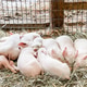 Pen of piglets Pen of piglets - PhotoDune Item for Sale