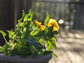 Side view of planted yellow flowers in a pot during spring time and earth day while gardening Side view of planted yellow flowers in a pot during spring time and earth day while gardening - PhotoDune Item for Sale