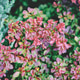 Close-up of vibrant pink berberis leaves with green foliage in natural light Close-up of vibrant pink berberis leaves with green foliage in natural light - PhotoDune Item for Sale