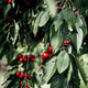 Sweet cherry trees with ripe berries in orchard, summer harvest time Sweet cherry trees with ripe berries in orchard, summer harvest time - PhotoDune Item for Sale
