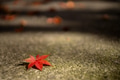 Fallen autumn leaves on the ground Fallen autumn leaves on the ground - PhotoDune Item for Sale