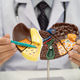 Liver with gallbladder, pancreas spleen and duodenum, Liver with gallbladder, pancreas spleen and duodenum, - PhotoDune Item for Sale