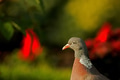 Portrait of Wood pigeon (Columba palumbus) in summer Portrait of Wood pigeon (Columba palumbus) in summer - PhotoDune Item for Sale