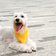 Adorable white dog with yellow bandana lying on stone pavement, tongue out Adorable white dog with yellow bandana lying on stone pavement, tongue out - PhotoDune Item for Sale