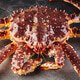 Live king crab on gray background close-up Live king crab on gray background close-up - PhotoDune Item for Sale