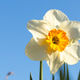 Close-up of a single blooming white daffodil with an orange crown on a spring day. Close-up of a single blooming white daffodil with an orange crown on a spring day. - PhotoDune Item for Sale