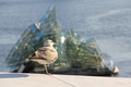 Closeup view of seagull standing in one leg with glass sculpture in the water of the background Closeup view of seagull standing in one leg with glass sculpture in the water of the background - PhotoDune Item for Sale