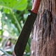 A machete knife on a log, handmade in Thailand A machete knife on a log, handmade in Thailand - PhotoDune Item for Sale