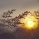 Dry meadow grass close up on a blurred background Dry meadow grass close up on a blurred background - PhotoDune Item for Sale