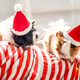 Holiday Pets Christmas guinea pig Cute boy hugs his pets guinea pig Boy in red Santa Hat Holiday Pets Christmas guinea pig Cute boy hugs his pets guinea pig Boy in red Santa Hat - PhotoDune Item for Sale