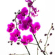 Orchid flowers Orchid flowers - PhotoDune Item for Sale