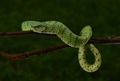 Close up of Tropidolaemus subannulatus, Bornean keeled green pit viper on the branch Close up of Tropidolaemus subannulatus, Bornean keeled green pit viper on the branch - PhotoDune Item for Sale