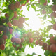 Ripe plums hang from lush green branches Ripe plums hang from lush green branches - PhotoDune Item for Sale