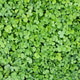 small green clover for patricks day as background. small green clover for patricks day as background. - PhotoDune Item for Sale