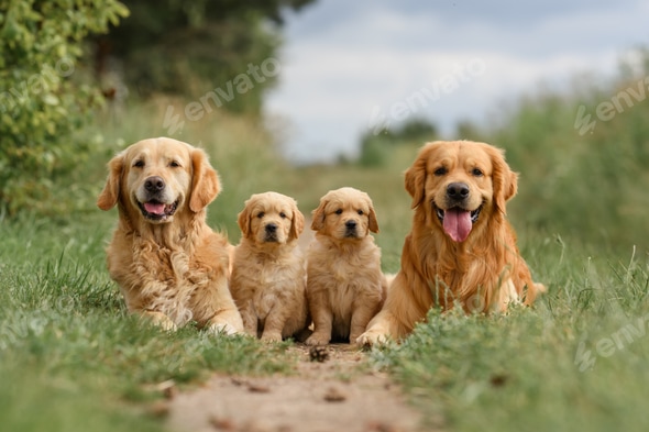 Golden Retriever Best Dog Breeds For New Owners Golden Retriever