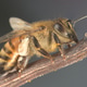 Honey Bee Stay on Branch Honey Bee Stay on Branch - PhotoDune Item for Sale