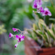 Elegant orchid with vibrant petals, symbolizing beauty, love, and delicate strength. Elegant orchid with vibrant petals, symbolizing beauty, love, and delicate strength. - PhotoDune Item for Sale