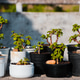 Mini Collection of Portulacaria Afra jade plant bonsai with mini pots. Mini Collection of Portulacaria Afra jade plant bonsai with mini pots. - PhotoDune Item for Sale