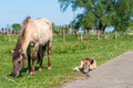 Mother and newborn pony grazing on spring grass. Mother and newborn pony grazing on spring grass. - PhotoDune Item for Sale