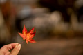 Hand holding maple leaf on colorful maple leaves nature background in autumn season with copy space Hand holding maple leaf on colorful maple leaves nature background in autumn season with copy space - PhotoDune Item for Sale