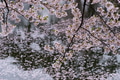Beautiful cherry blossom flower in Japan Beautiful cherry blossom flower in Japan - PhotoDune Item for Sale